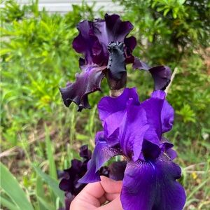 Irises - 4 Colors